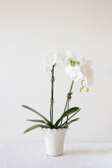 Composition De Fleurs Artificielles Orchidée - H. 63 Cm - Vase En Composition De Fleurs Artificielles Orchidée - H. 63 Cm - Vase En