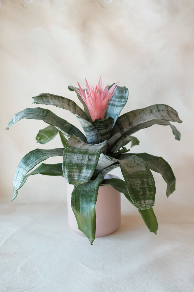 Aechmea in pot – prunelesfleurs